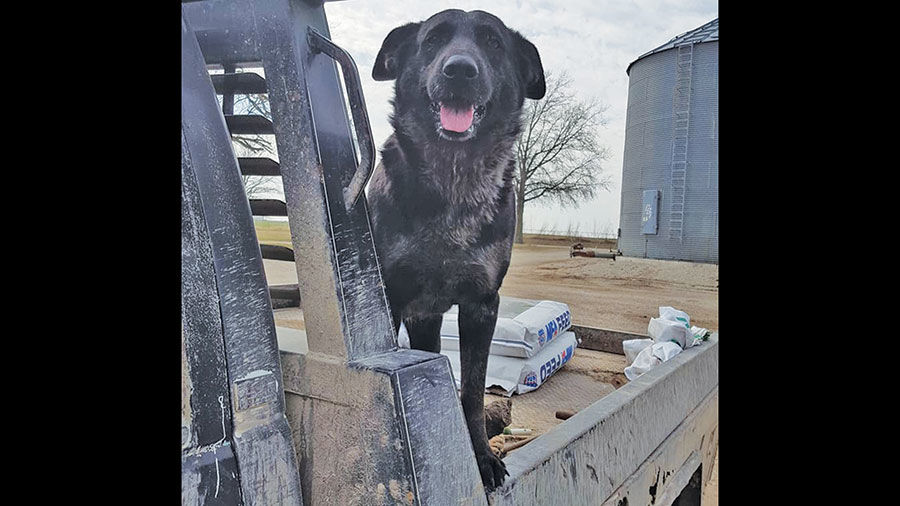 Submitted by Brooke Sprung